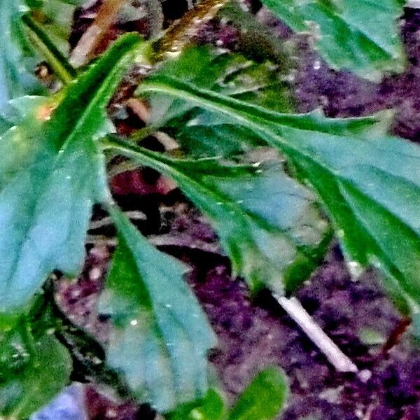 Leucanthemum vulgare Leaf