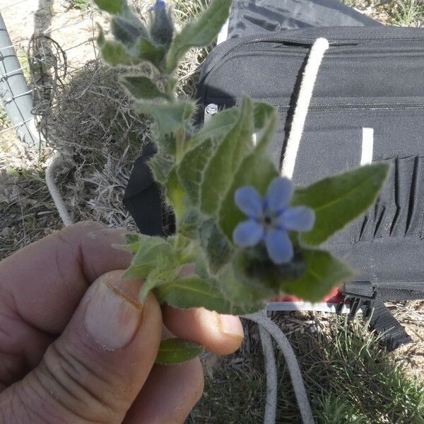 Nonea micrantha Flower