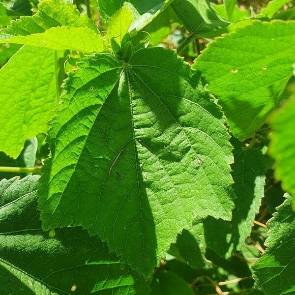 Hibiscus calyphyllus Folio