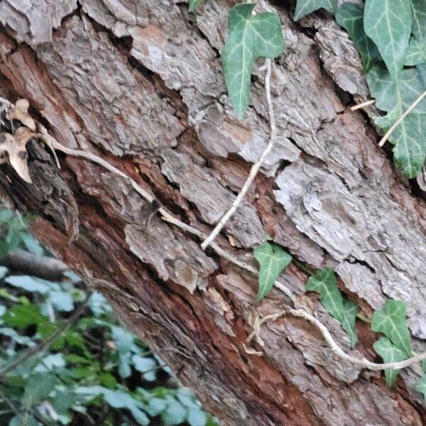 Pinus halepensis Bark