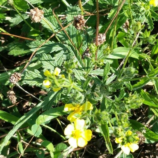 Potentilla inclinata Φύλλο