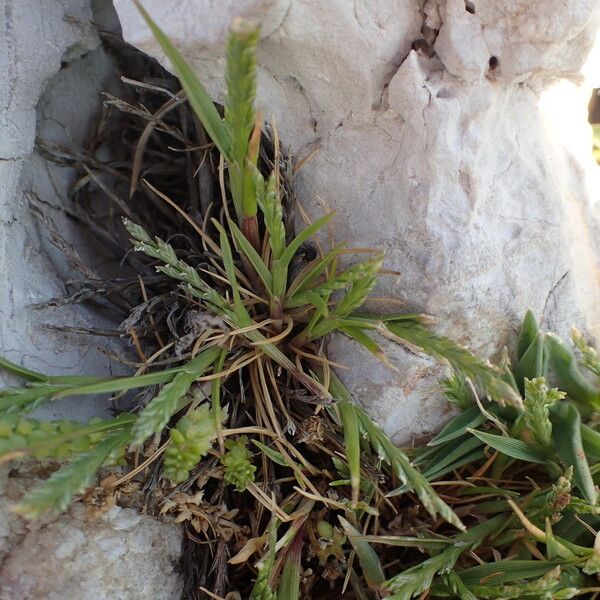 Catapodium marinum Habit