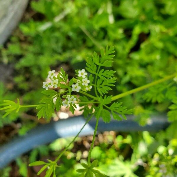 Chaerophyllum tainturieri Žiedas