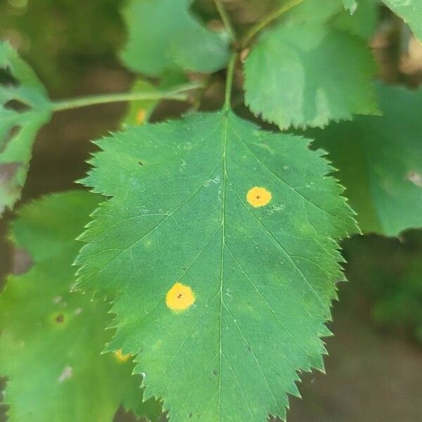 Crataegus submollis List