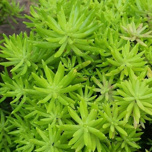 Sedum mexicanum 葉