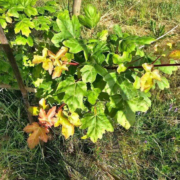 Acer campestre Blatt