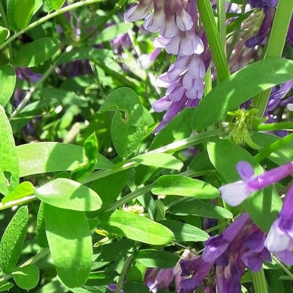 Vicia villosa पत्ता