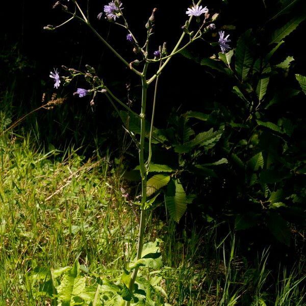 Lactuca perennis Yeri