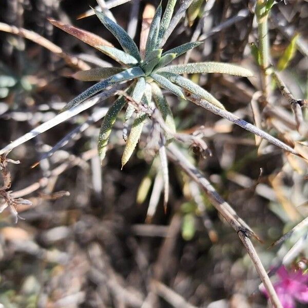 Acantholimon scorpius Leaf