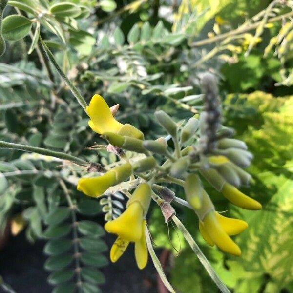 Sophora tomentosa Λουλούδι