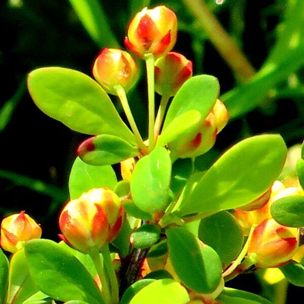 Berberis vulgaris फूल