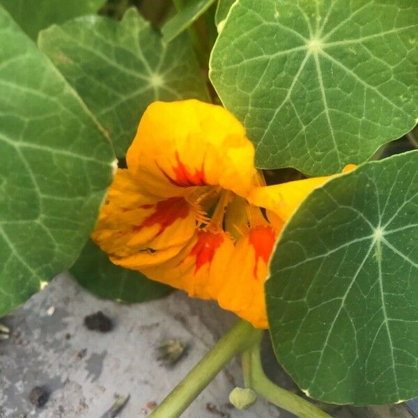 Tropaeolum majus Blomma