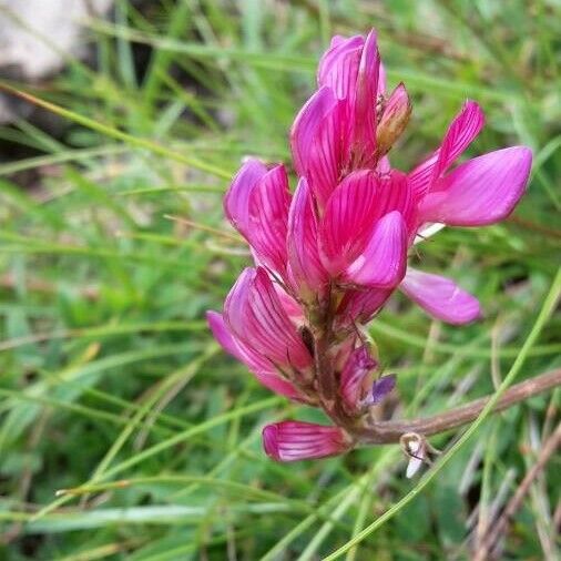 Onobrychis viciifolia Žiedas