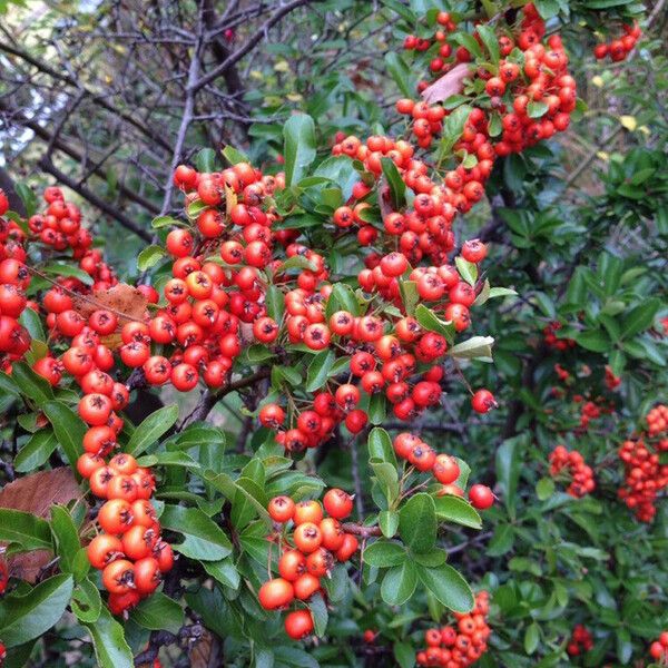 Pyracantha coccinea Habit