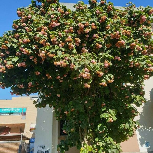 Dombeya wallichii Habitat