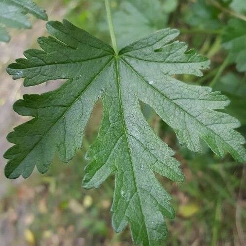 Malva alcea برگ