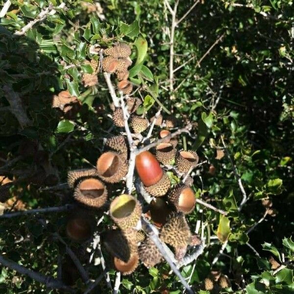 Quercus coccifera Fruit