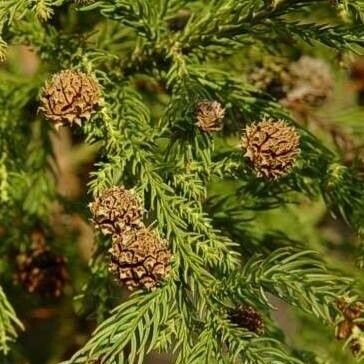 Cryptomeria japonica ফল