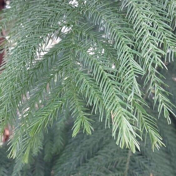 Araucaria nemorosa Leaf