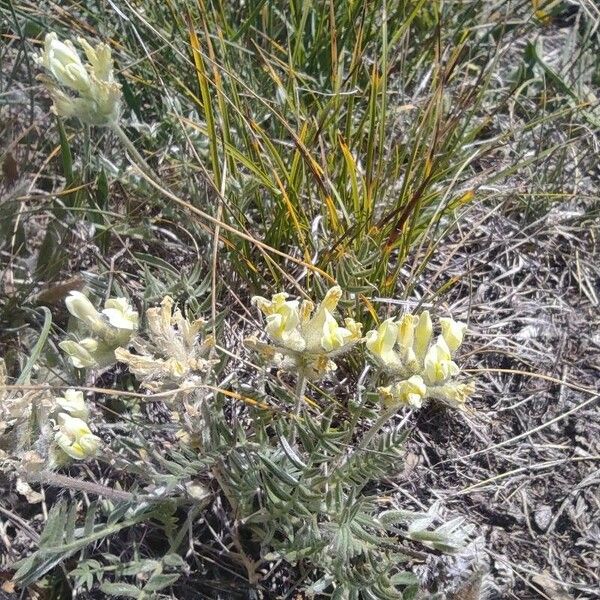 Oxytropis campestris Flor