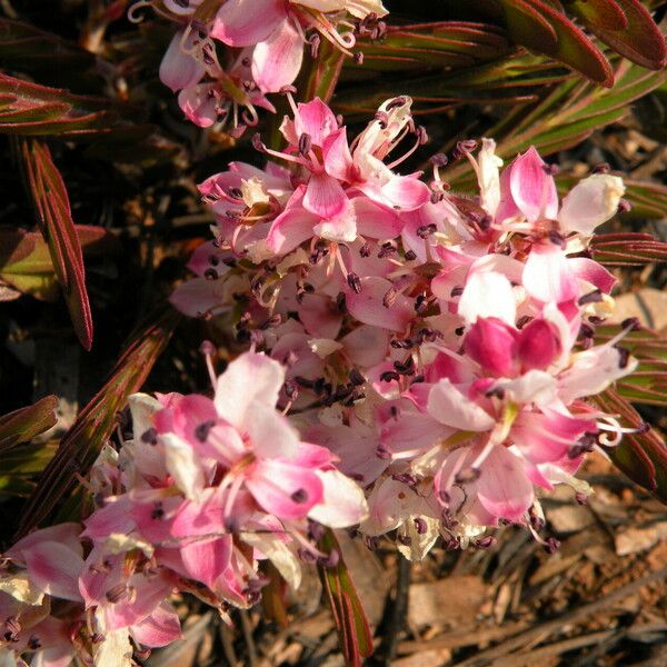 Cryptosepalum maraviense Blomma