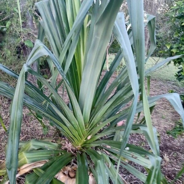 Pandanus tectorius Virág