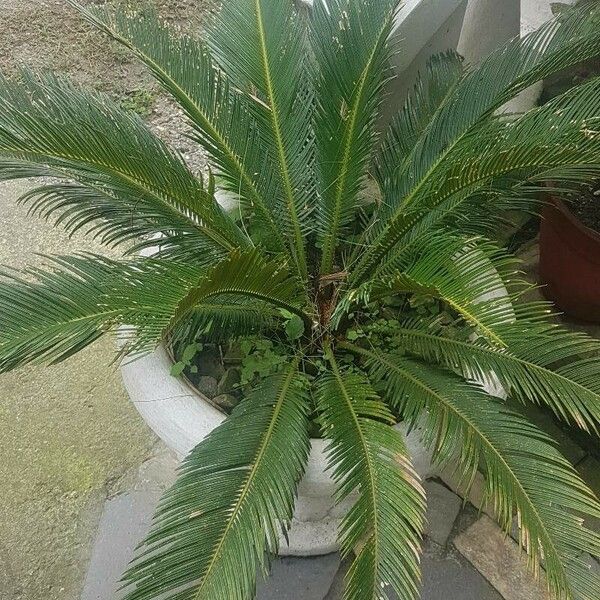 Cycas revoluta Folha