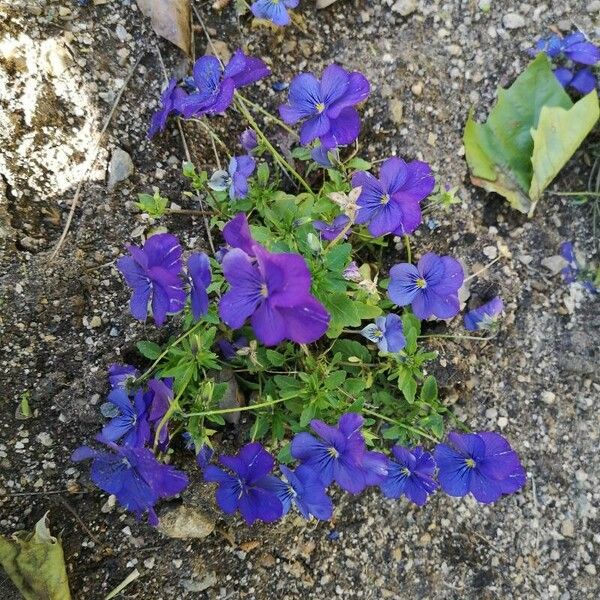 Viola × williamsii Blüte