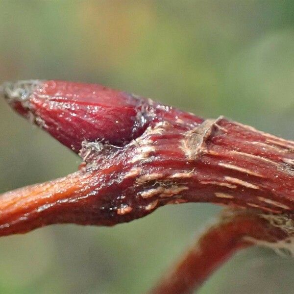 Sorbus domestica ശീലം