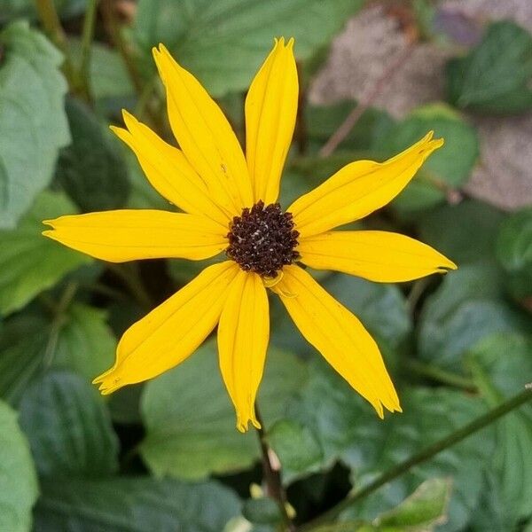 Rudbeckia hirta Blomma