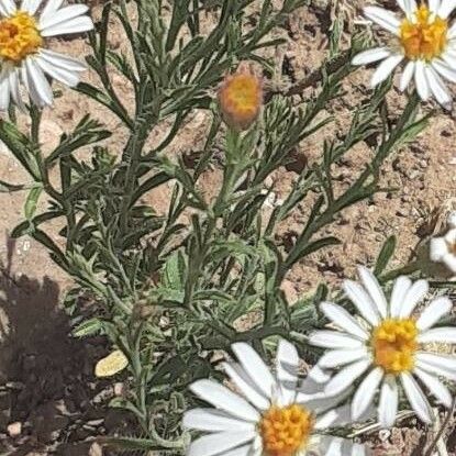 Erigeron pumilus ᱥᱟᱠᱟᱢ