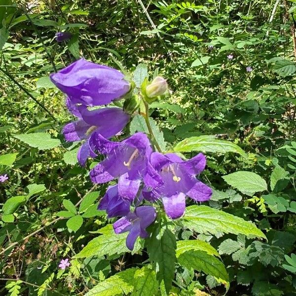 Campanula trachelium Flower