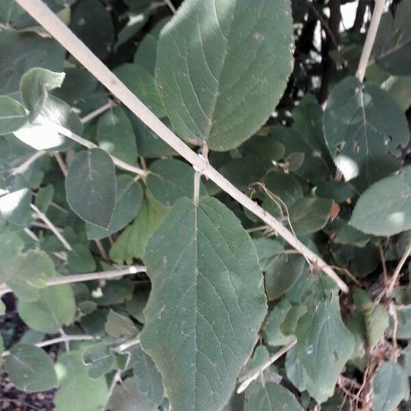 Viburnum lantana Leaf