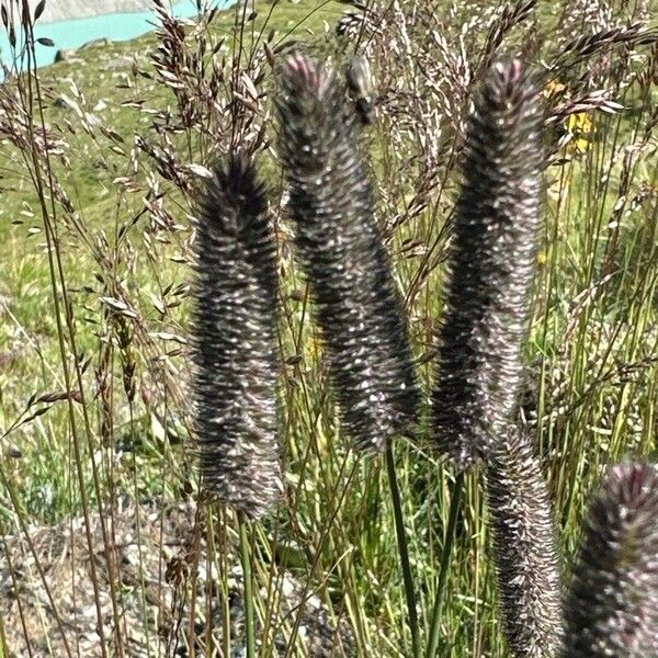 Phleum alpinum Flower