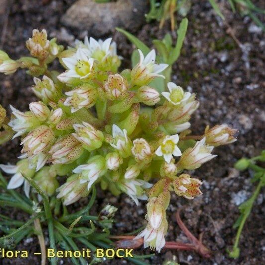 Sedum nevadense Hábito