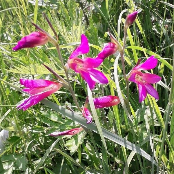 Gladiolus italicus Flower