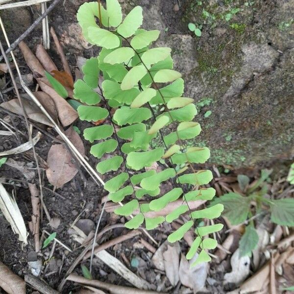 Adiantum philippense List