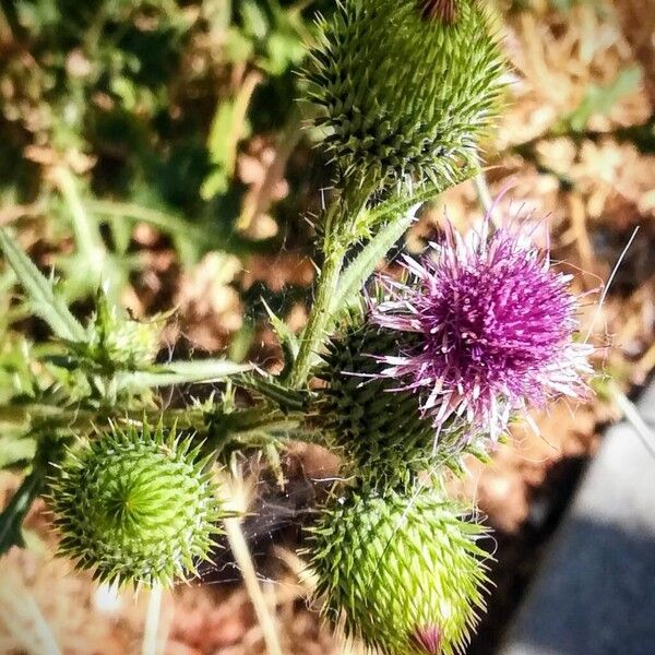 Cirsium vulgare ফুল