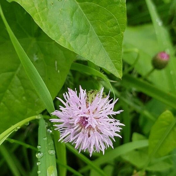 Centaurea nigra Flower