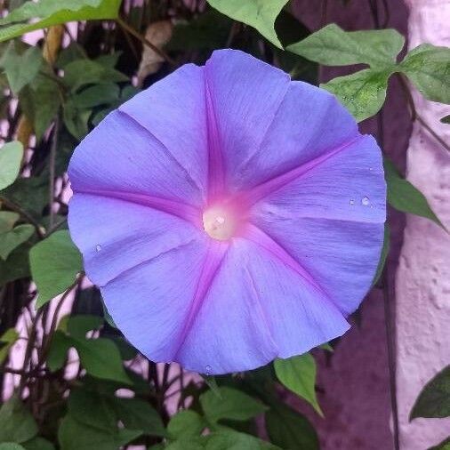 Ipomoea indica Кветка