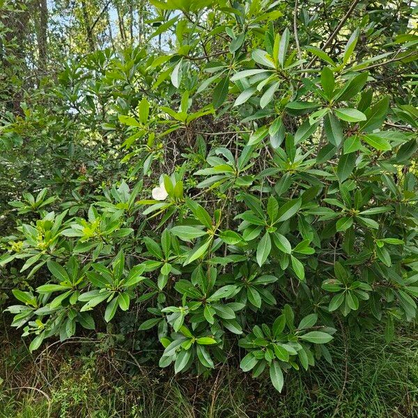 Magnolia virginiana Buveinė