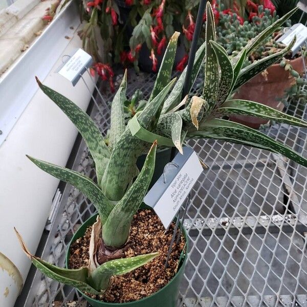 Gonialoe variegata Habit