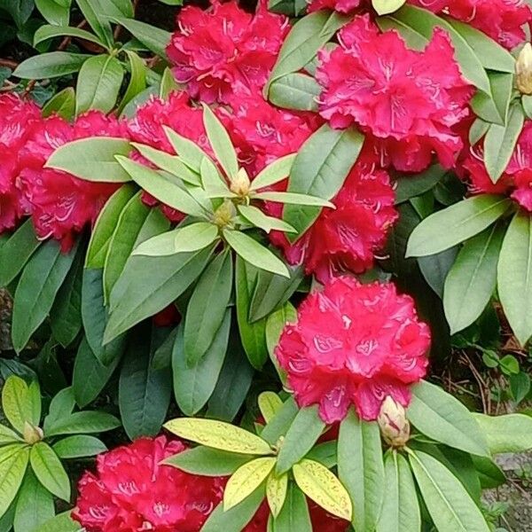 Rhododendron arboreum Flors