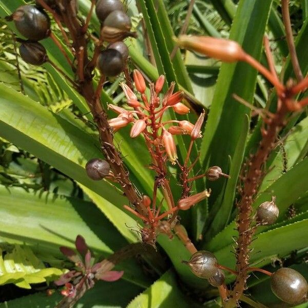 Aloe macra Cvet