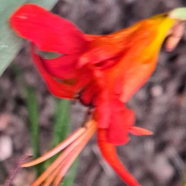 Crocosmia aurea Flor