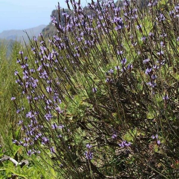 Lavandula canariensis Habit