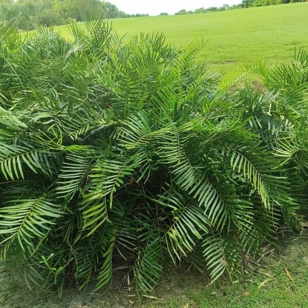 Zamia pumila Plante entière