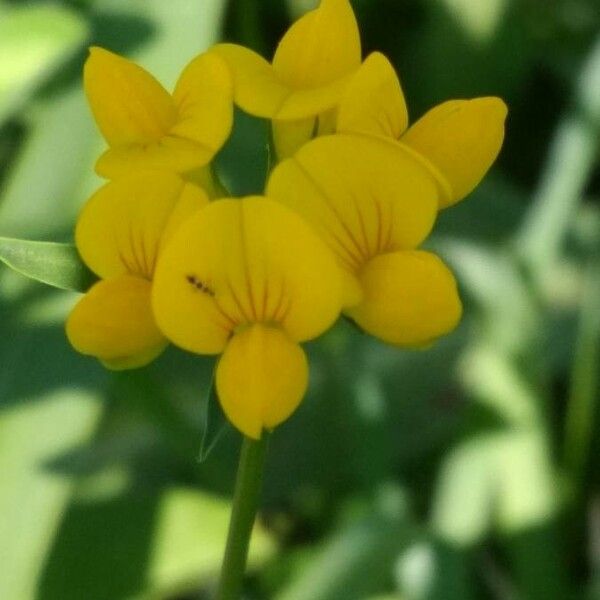 Lotus tenuis Flower