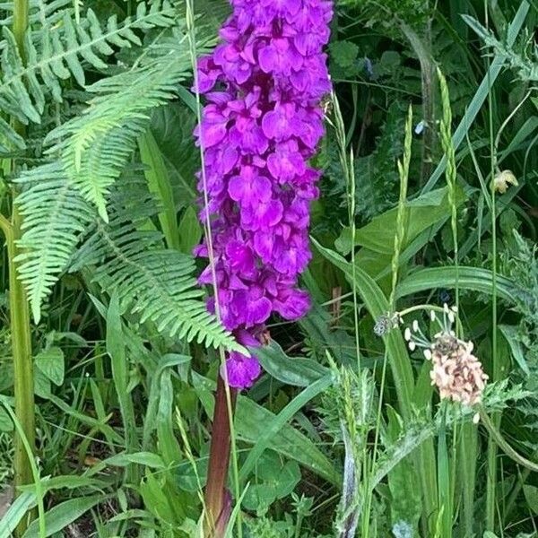 Dactylorhiza elata Flower