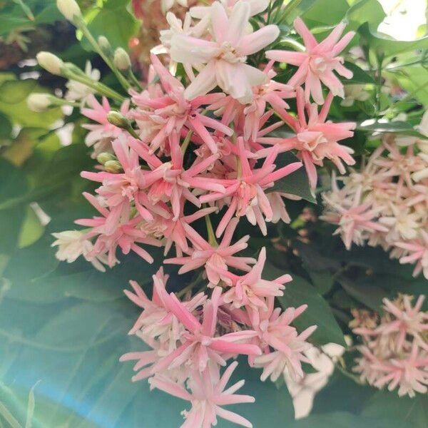 Combretum indicum Flower